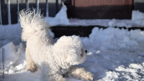 Bichon frise dog plays joyfully in fresh snow near wooden door and steps, showcasing energy and love for winter. Bichon frise dog radiates happiness while embracing carefree moments in snow. 