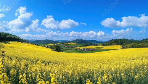 Agriculture en Champagne Ardenne dans la région Grand Est, paysage de champ de colza (brassica napus) jaune, en fleur, sous un ciel bleu, au printemps (France) photo