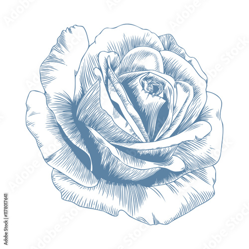 Botanical blue wedding flower on white background. Hand drawn floral, flower and leaf branch in toile de jouy style. Line art for wedding, monogram, invitation, greeting, logo, birthday cards