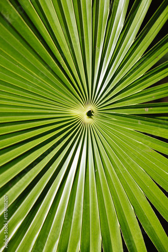 Vibrant Green Palm Leaf Radiating in Tropical Sunlight photo