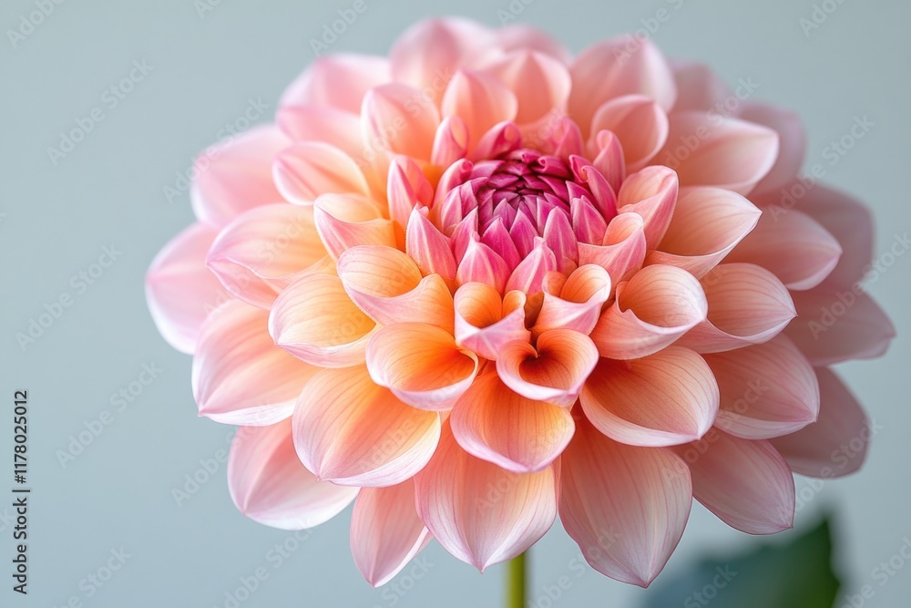 Fototapeta premium A pink flower sits beautifully in a vase