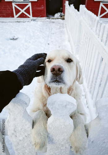 Golden retriever enjoys some love and attention in the snow photo