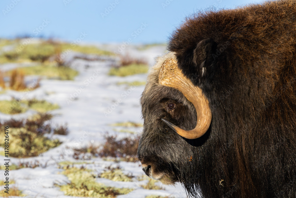 A Musk Ox in Dovrefjell National Park, Norway, surrounded by snow and vegetation, with its impressive horns. A Musk Ox in Dovrefjell National Park, Norway, surrounded by snow and vegetation, with its impressive horns.
