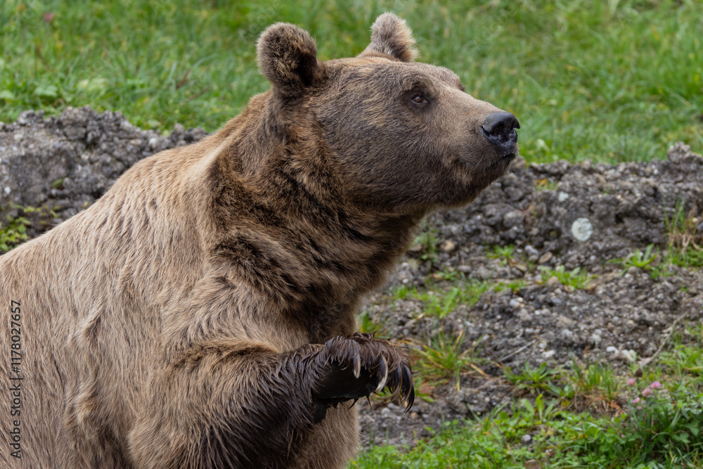 Fototapeta premium Grizzly or North American brown bear, Ursus arctos horribilis, walking in grass meadow with blurred mountainous and sky background isolated on white background, looks at camera
