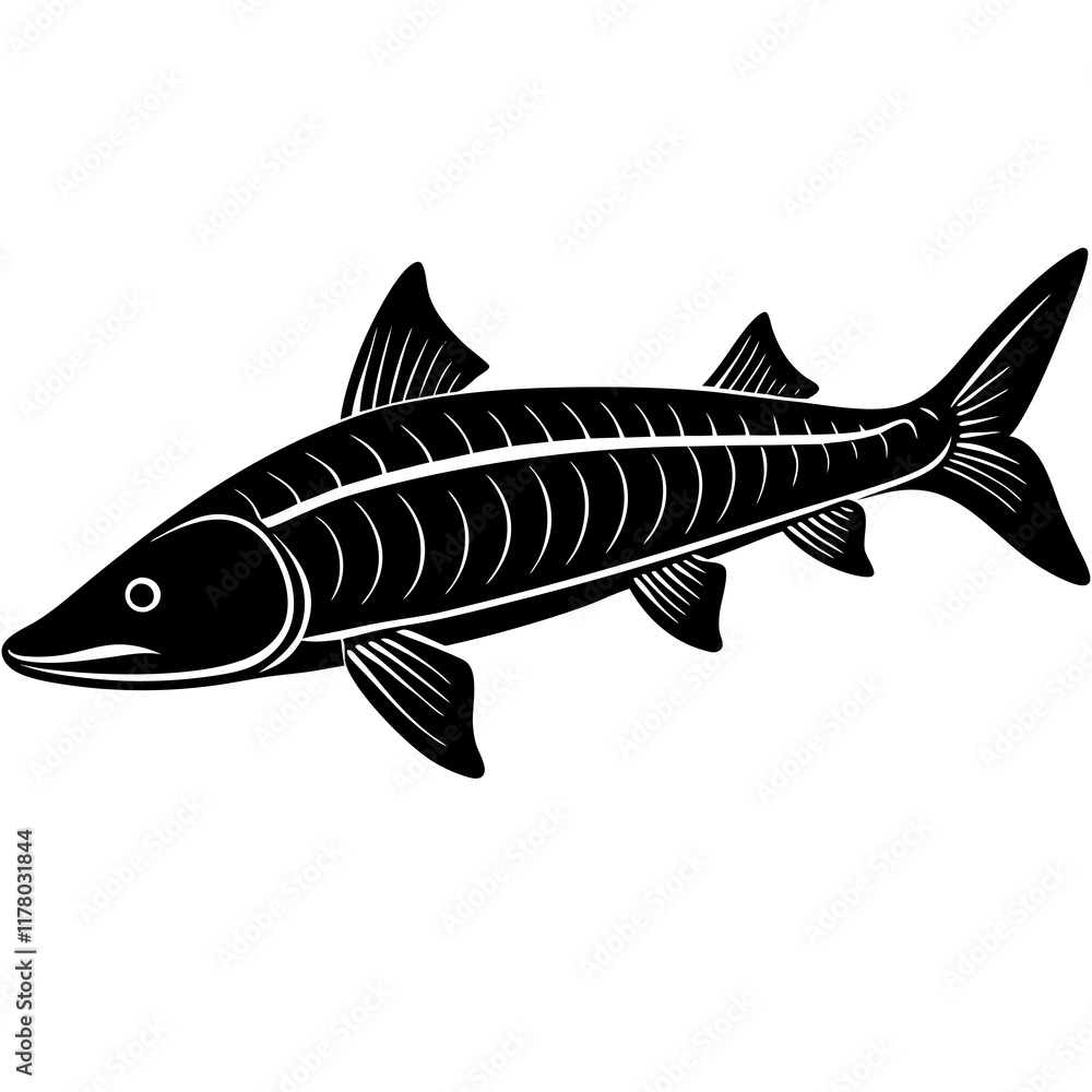 Elegant Siberian Sturgeon Silhouette Elegant Siberian Sturgeon Silhouette