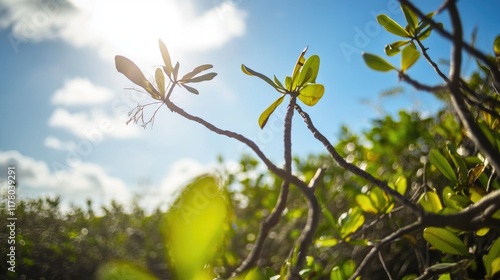 A warm sunny day with sunlight shining through the green leaves of a tree