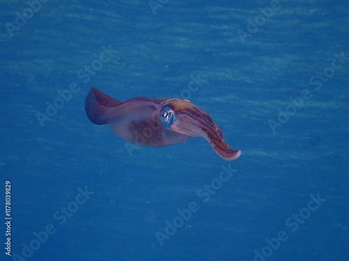 squid calamari underwater  Loligo vulgaris photo