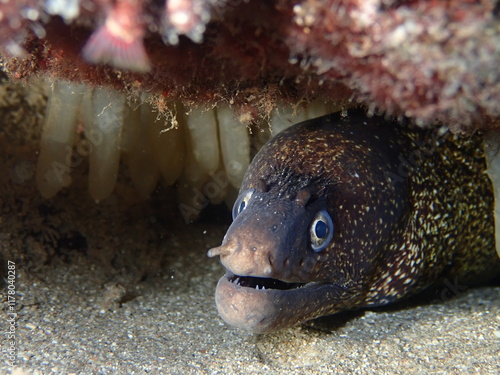 moray eel underwater with calamari eggs close up  photo