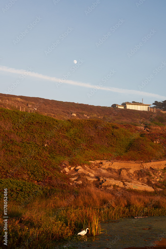 A heron and the moon