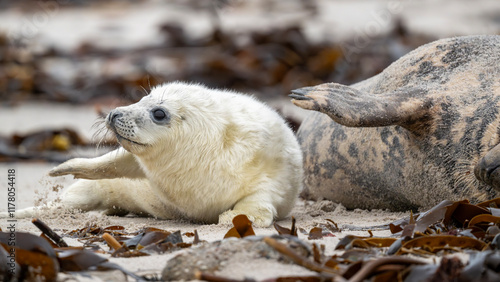 Synchronspiel: Kegelrobbenmutter und Baby heben ihre Flossen zur gleichen Seite photo