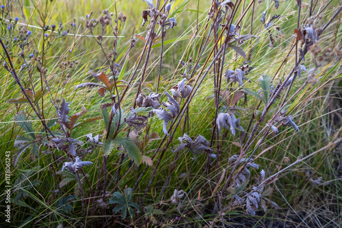 Wildflowers and windswept grasses in meadow photo