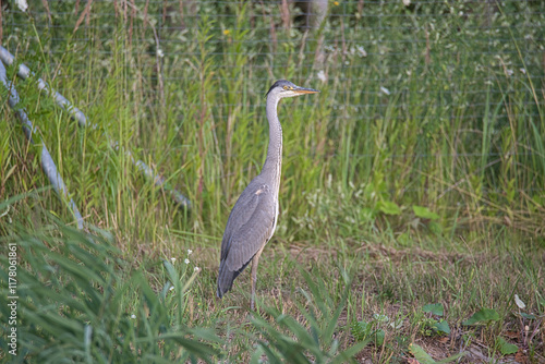 The grey heron with its neck stretched out keeps a very watchful eye on its surroundings.
