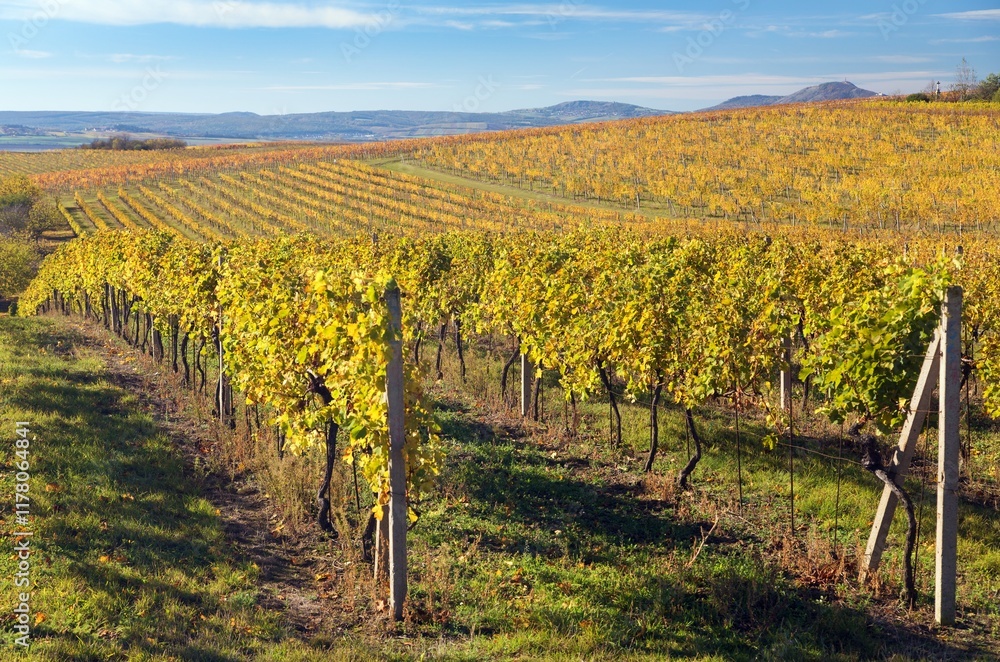 Obraz premium vineyard, autumn in the vineyards and Pavlov hils