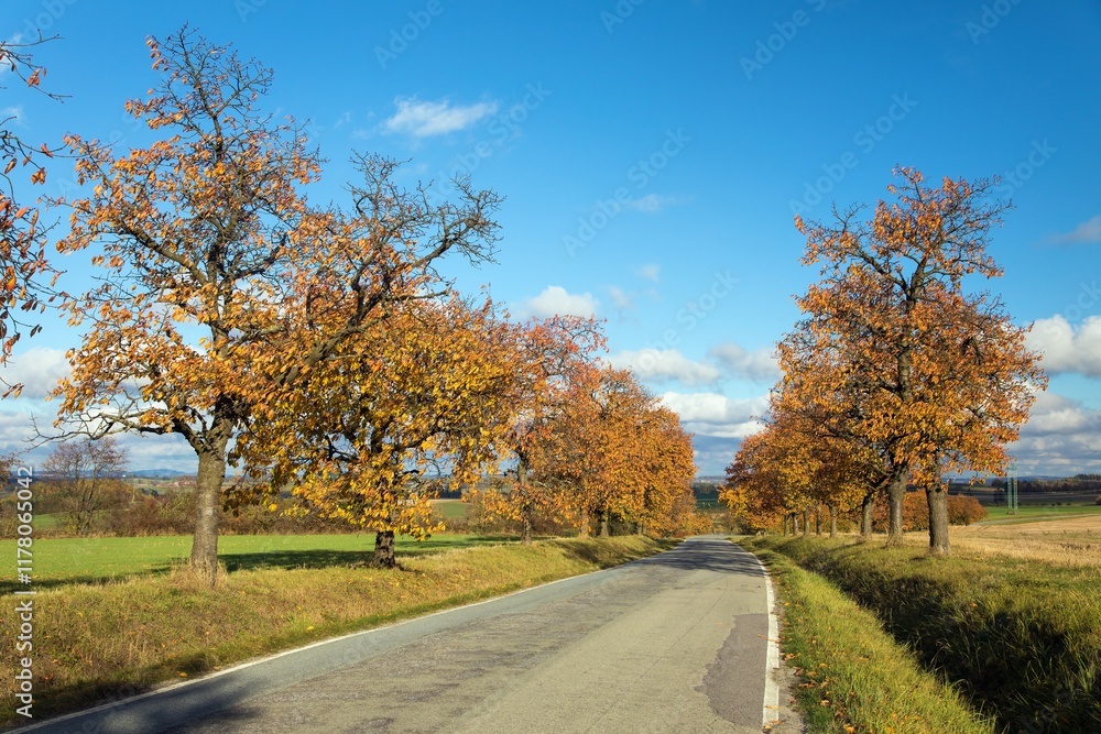 cherri trees alley, autumnal colored view cherri trees alley, autumnal colored view