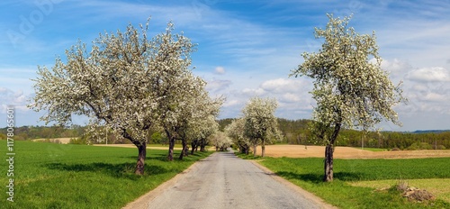 Fotografie road and a blossoming apple tree alley avenue