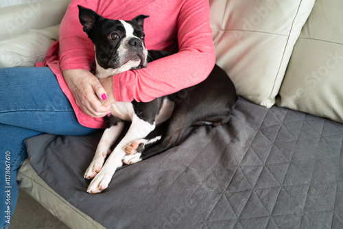 Boston Terrier dog on a sofa or couch with a cover protector. The cover has a few dog hairs. A woman is holding the dog in her arms affectionally. She has a pink top and pink nail varnish. photo