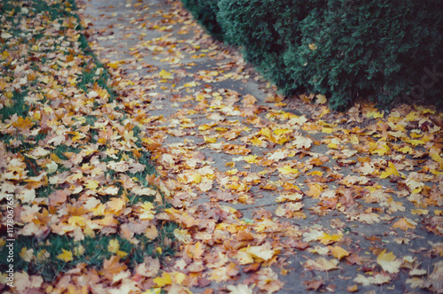 Film Snapshot of Sidewalk Covered in Leaves photo