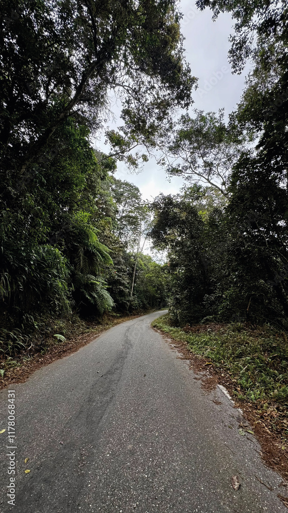 road in the forest