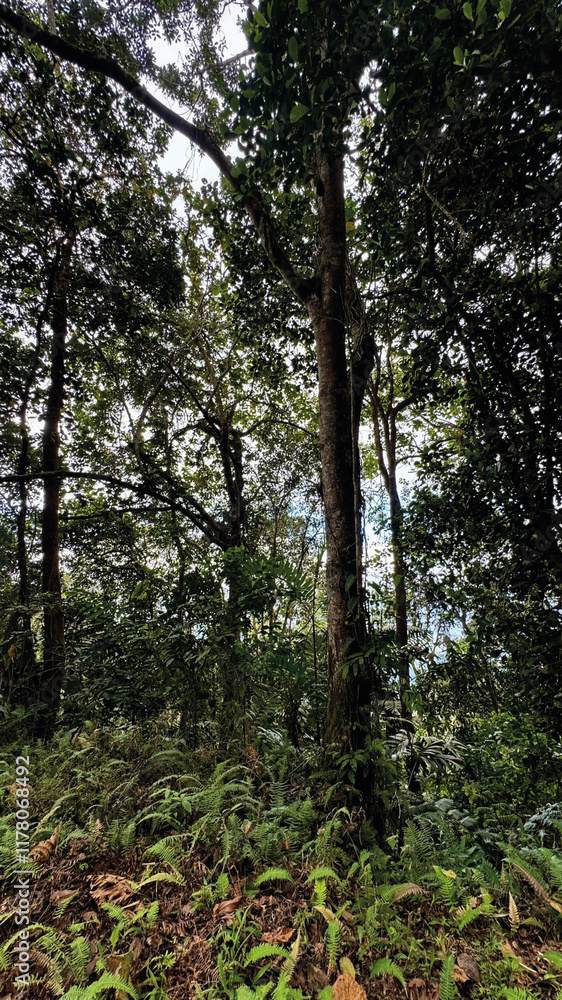Fototapeta premium trees in the forest