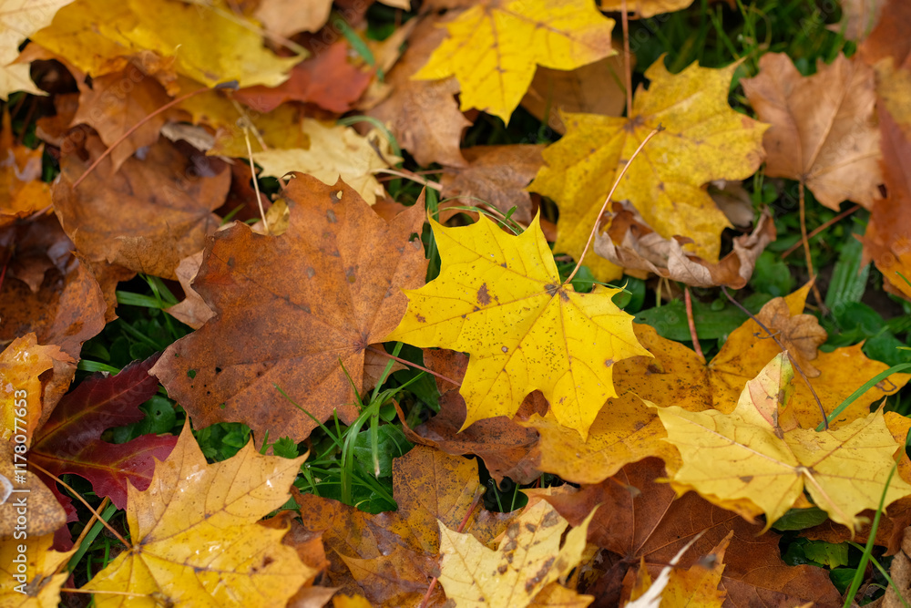 Autumn leaves scattered on the ground Golden and brown hues dominate the scene creating a beautiful fall backdrop Autumn leaves scattered on the ground Golden and brown hues dominate the scene creating a beautiful fall backdrop