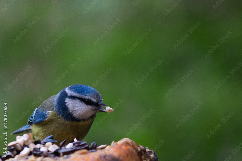 Blue tit on a pumpkin with blurred background Blue tit on a pumpkin with blurred background