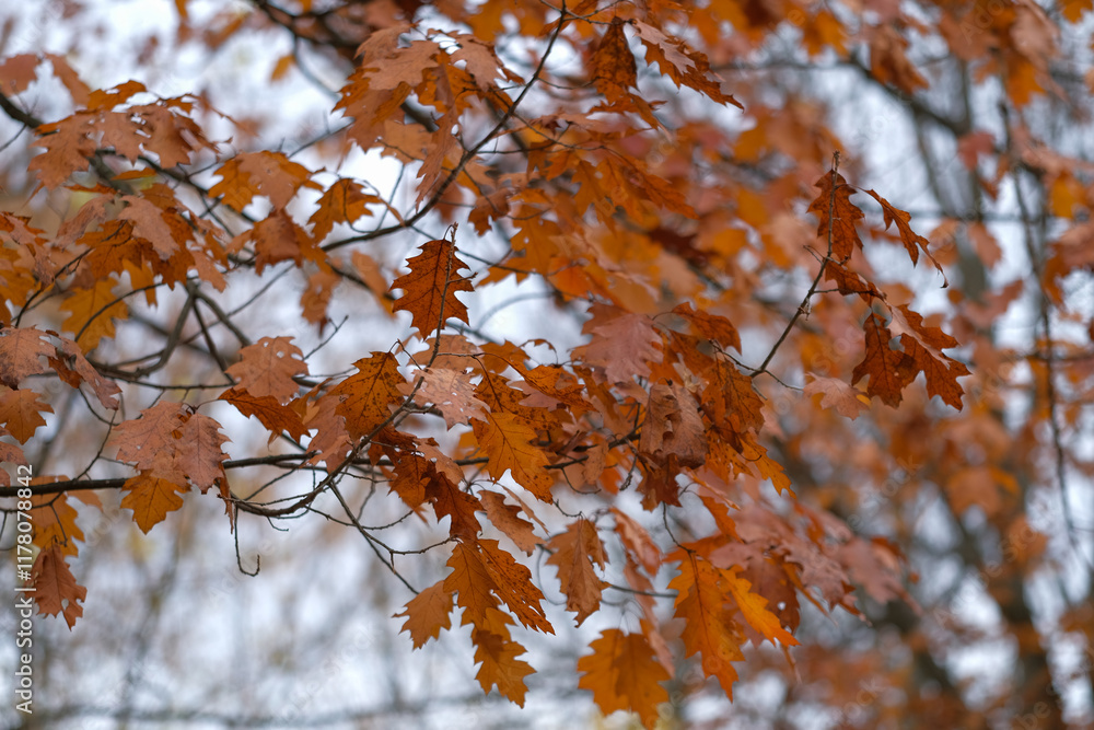 Autumn leaves clinging to branches on a tree Beautiful fall colors Autumn leaves clinging to branches on a tree Beautiful fall colors