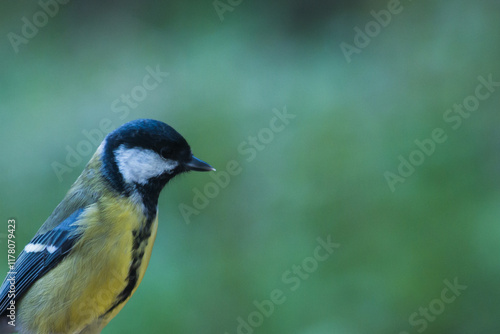 Great tit with blurred background