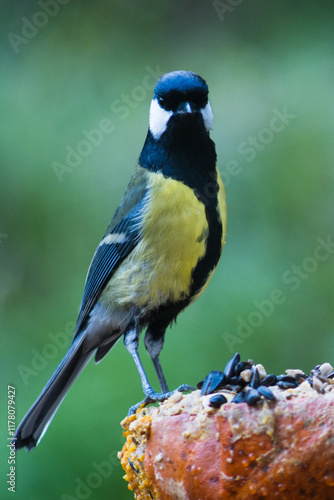 Great tit on a pumpkin with blurred background