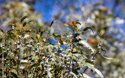 Monarch Butterflies photo