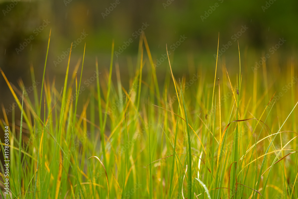 Close up of vibrant green and yellow grass blades softly illuminated Close up of vibrant green and yellow grass blades softly illuminated