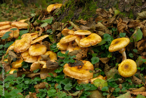 Cluster of vibrant yellow mushrooms nestled amongst autumn leaves and green groundcover photo