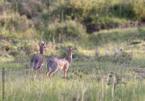 Kirk's Dikdik Pair on the Lookout photo