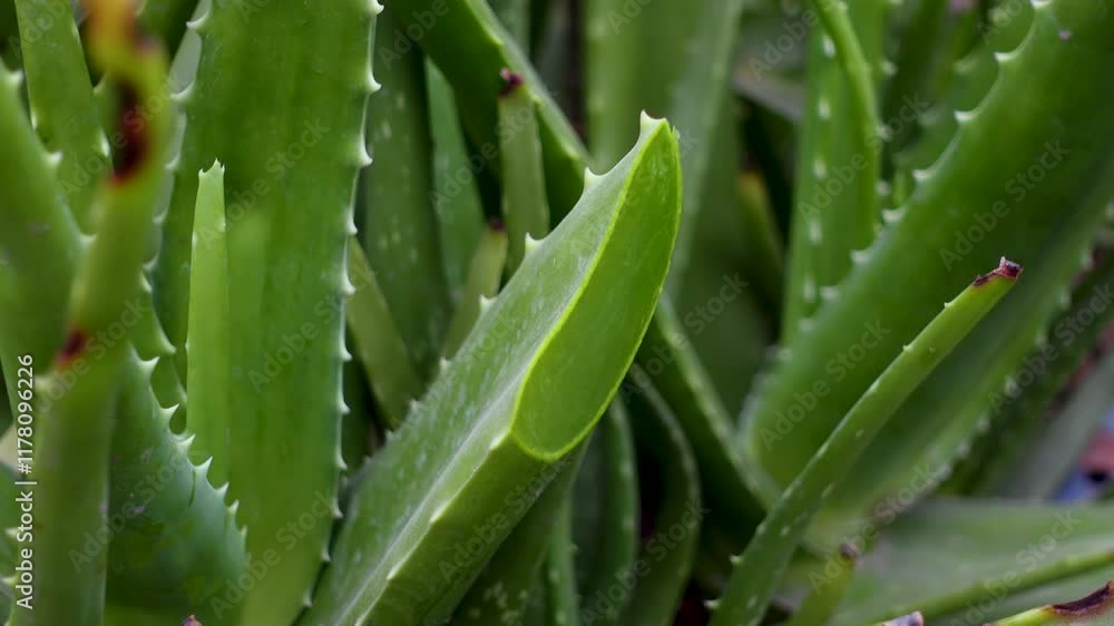 Aloe vera plants are being cultivated on the rooftop garden. Closeup 4k views. Aloe vera plants are being cultivated on the rooftop garden. Closeup 4k views.