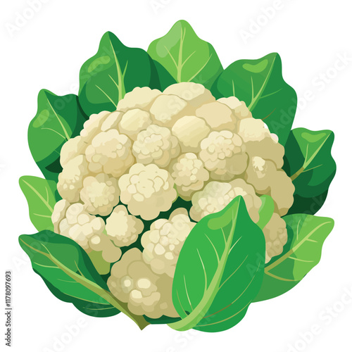 Fresh cauliflower vegetable surrounded by green leaves