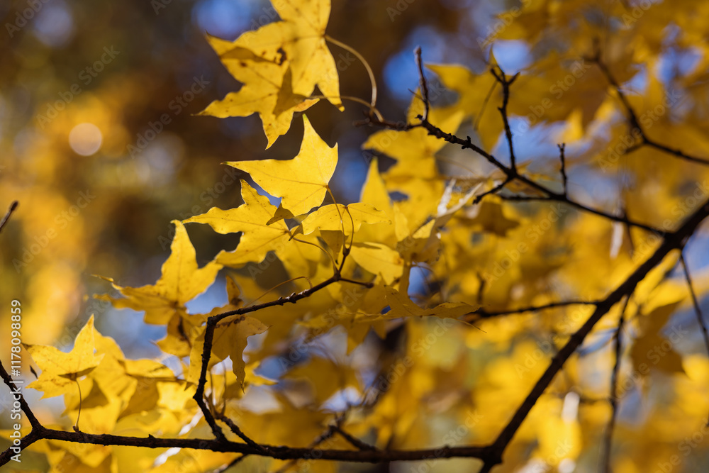 Yellow Autumn Leaves on Branches Against Blue Sky
Yellow Autumn Leaves on Branches Against Blue Sky