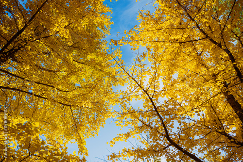 Golden Ginkgo Tree Canopy Against Blue Sky photo