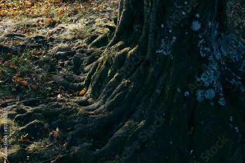 Late autumn morning light on tree roots photo