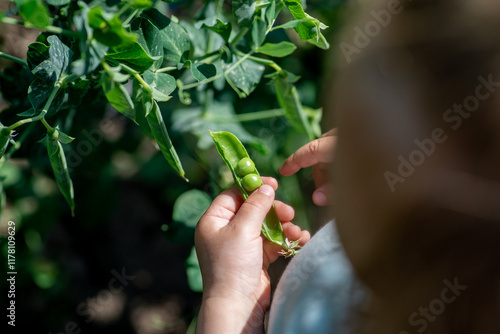 Little faceless child harvesting a city in a garden, organic farming photo