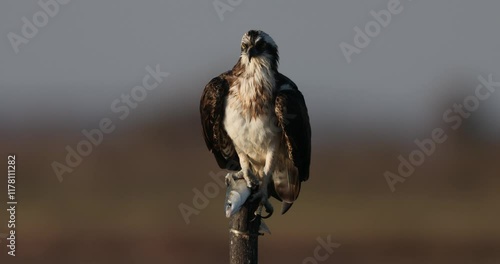 Bird of prey, Osprey (Pandion haliaetus) in the Sardinian marshes. Italy.