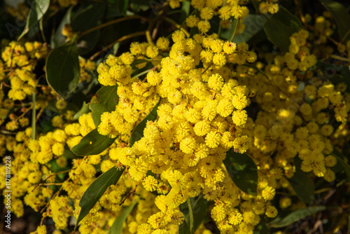 Bright yellow wattle blooms with lush green foliage in Melbourne