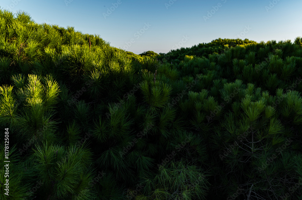 Dense green pine tree forest by golden hour Dense green pine tree forest by golden hour