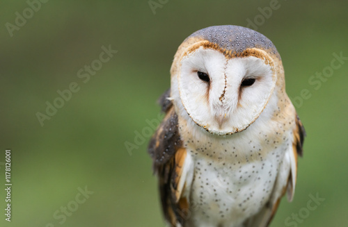 Western Barn Owl Closeup Portrait   photo