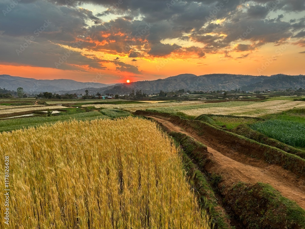 Fototapeta premium Madagaskar ricefield sunset