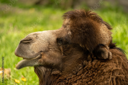 camel in the zoo