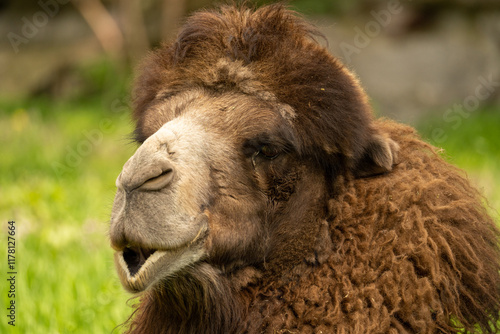 camel in the zoo