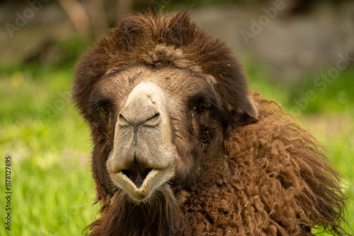 camel in the zoo