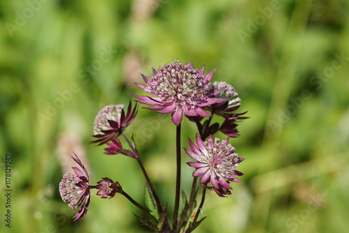 Closeup Flowers of Astrantia major 'Primadonna', the great masterwort, family Apiaceae. June, in a Dutch garden.