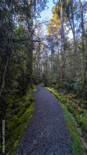Hokitika tree walk scenery in the West Coast dense huge native rimu forest