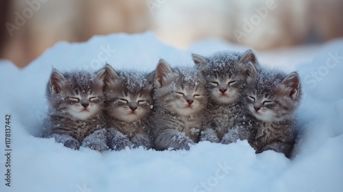 5 frozen kittens are sitting in the snow and huddle together to keep warm from the cold