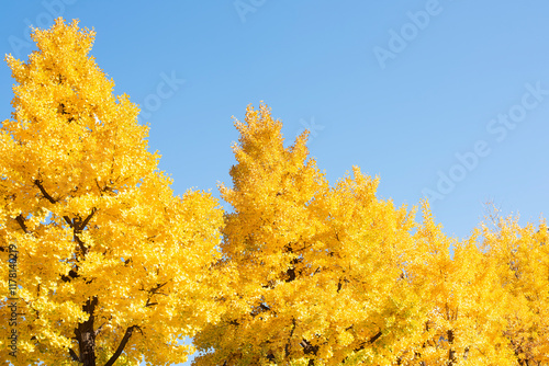 Yellow tree photo